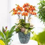 Lan Hồ Điệp Hưng Thịnh 124