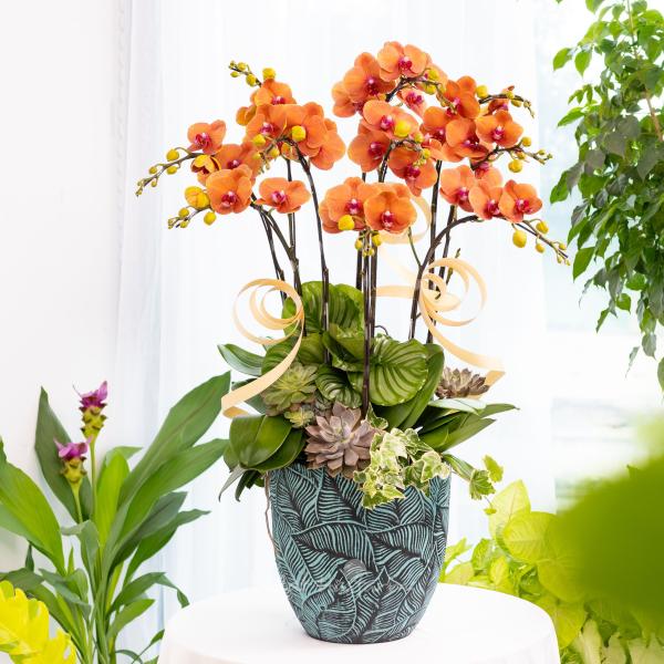 Lan Hồ Điệp Hưng Thịnh 124