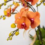 Lan Hồ Điệp Hưng Thịnh 124