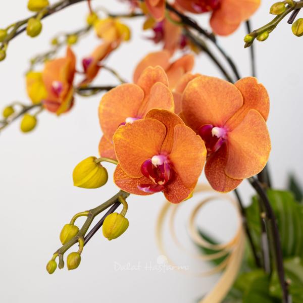 Lan Hồ Điệp Hưng Thịnh 124