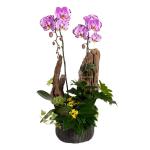 Lan Hồ Điệp Hồng Phát 125