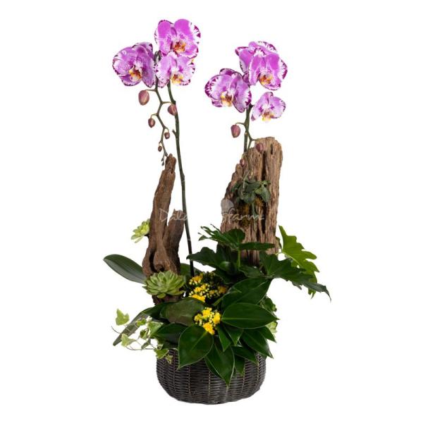 Lan Hồ Điệp Hồng Phát 125