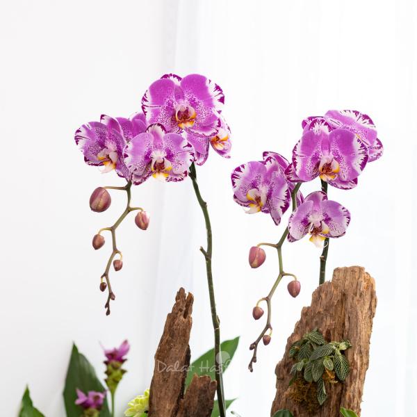 Lan Hồ Điệp Hồng Phát 125