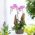 Lan Hồ Điệp Hồng Phát 125