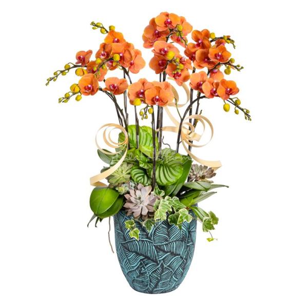 Lan Hồ Điệp Hưng Thịnh 124