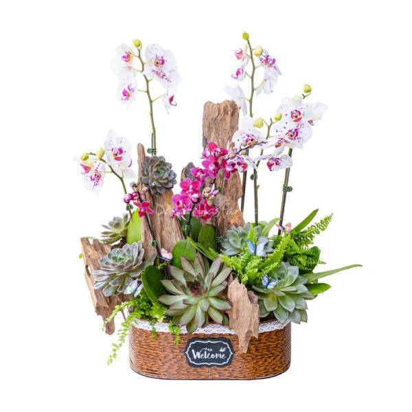 Lan Hồ Điệp Như Ý 103