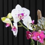 Lan Hồ Điệp Như Ý 103