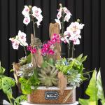 Lan Hồ Điệp Như Ý 103