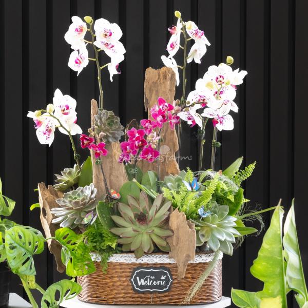 Lan Hồ Điệp Như Ý 103