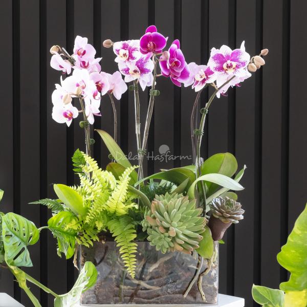 Lan Hồ Điệp Như Ý 104