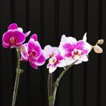 Lan Hồ Điệp Như Ý 104