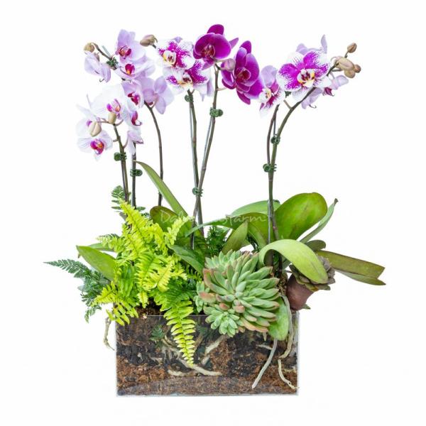 Lan Hồ Điệp Như Ý 104