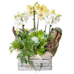 Lan Hồ Điệp Như Ý 106