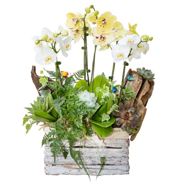 Lan Hồ Điệp Như Ý 106