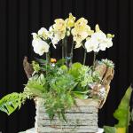 Lan Hồ Điệp Như Ý 106