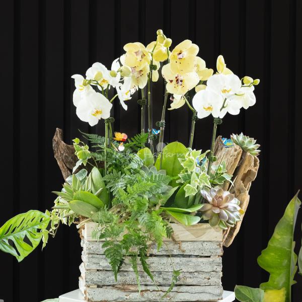 Lan Hồ Điệp Như Ý 106