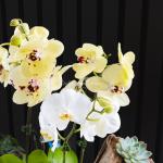 Lan Hồ Điệp Như Ý 106