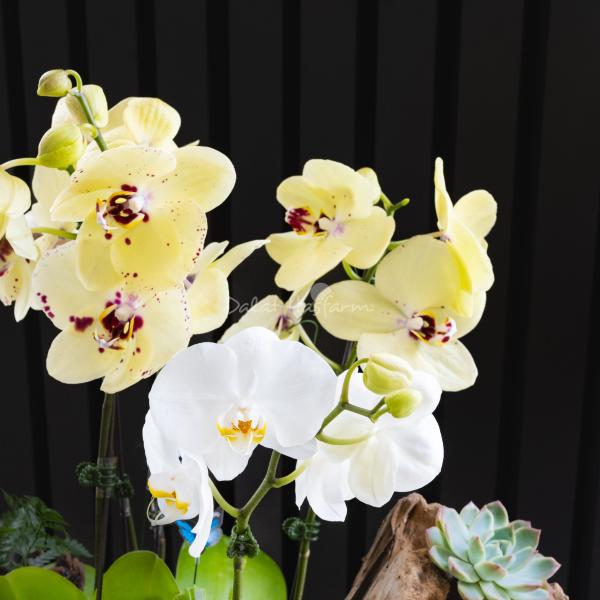 Lan Hồ Điệp Như Ý 106