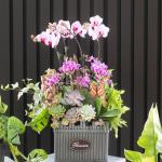 Lan Hồ Điệp Như Ý 107