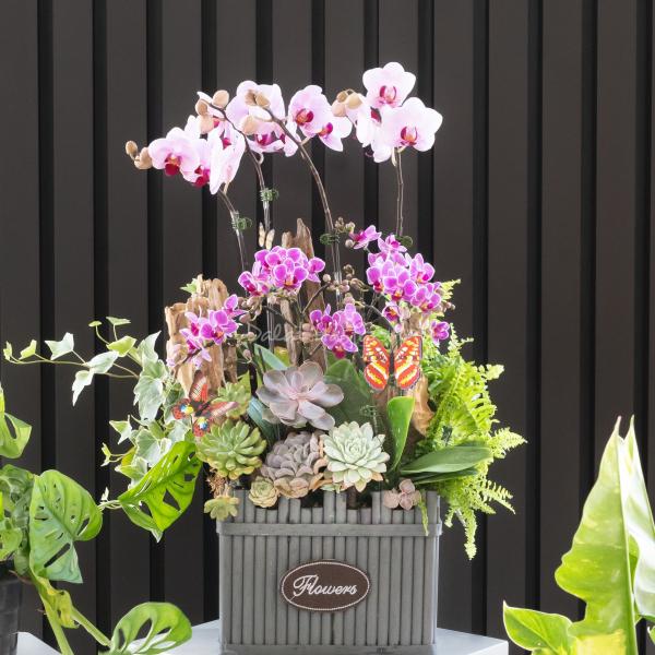 Lan Hồ Điệp Như Ý 107