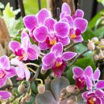 Lan Hồ Điệp Như Ý 107