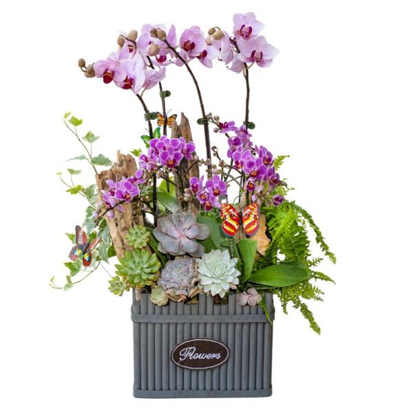 Lan Hồ Điệp Như Ý 107