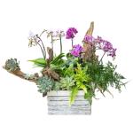 Lan Hồ Điệp Như Ý 108