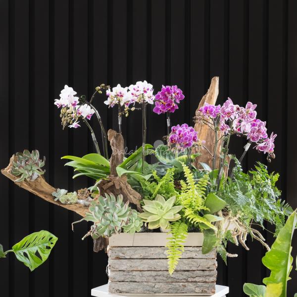 Lan Hồ Điệp Như Ý 108