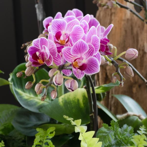 Lan Hồ Điệp Như Ý 108