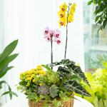 Lan Hồ Điệp Như Ý 113