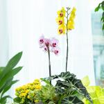 Lan Hồ Điệp Như Ý 113