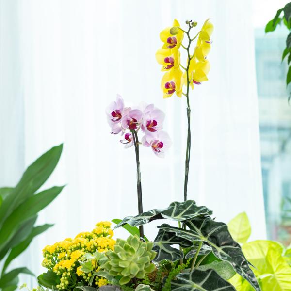 Lan Hồ Điệp Như Ý 113