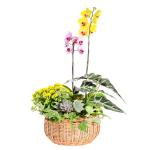 Lan Hồ Điệp Như Ý 113