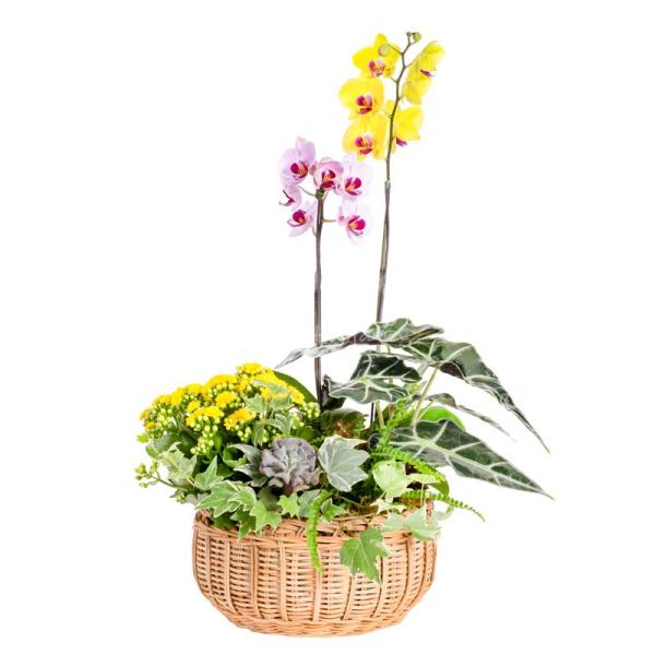 Lan Hồ Điệp Như Ý 113