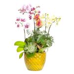 Lan Hồ Điệp Như Ý 115