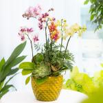 Lan Hồ Điệp Như Ý 115