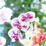 Lan Hồ Điệp Như Ý 115