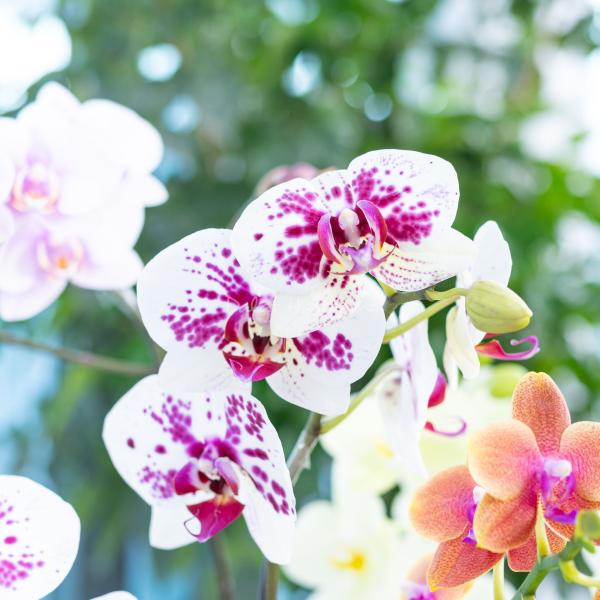 Lan Hồ Điệp Như Ý 115