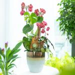 Lan Hồ Điệp Hưng Thịnh 118