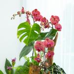 Lan Hồ Điệp Hưng Thịnh 118