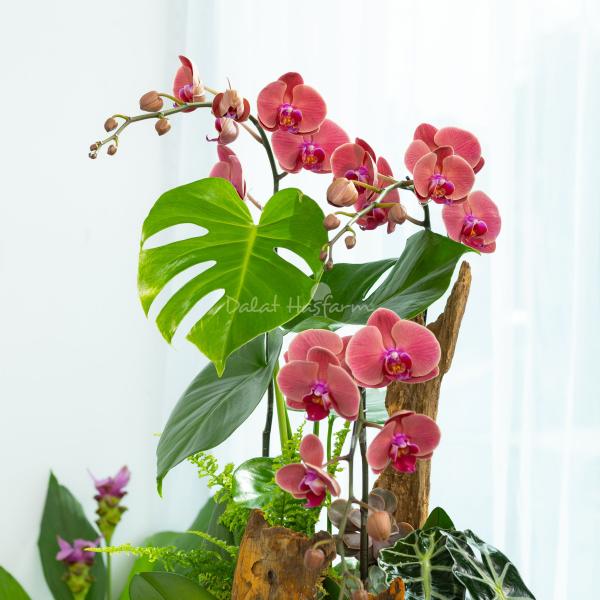 Lan Hồ Điệp Hưng Thịnh 118