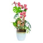 Lan Hồ Điệp Hưng Thịnh 118