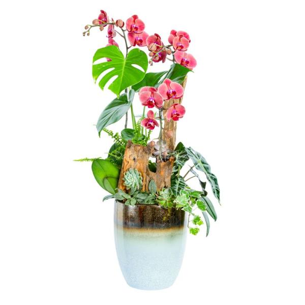 Lan Hồ Điệp Hưng Thịnh 118