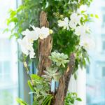 Lan Hồ Điệp Thịnh Vượng 119