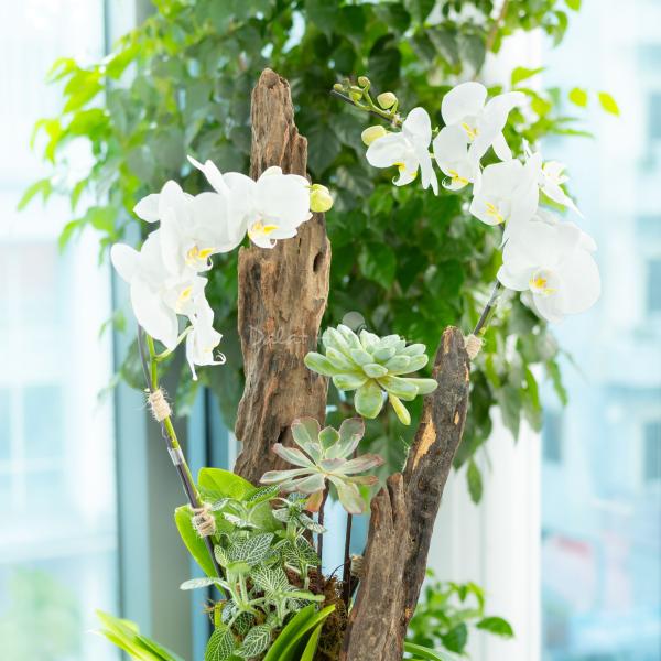 Lan Hồ Điệp Thịnh Vượng 119