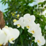 Lan Hồ Điệp Thịnh Vượng 119