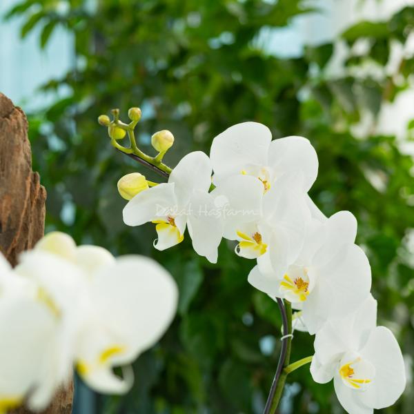 Lan Hồ Điệp Thịnh Vượng 119