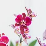 Lan Hồ Điệp Viên Mãn 121