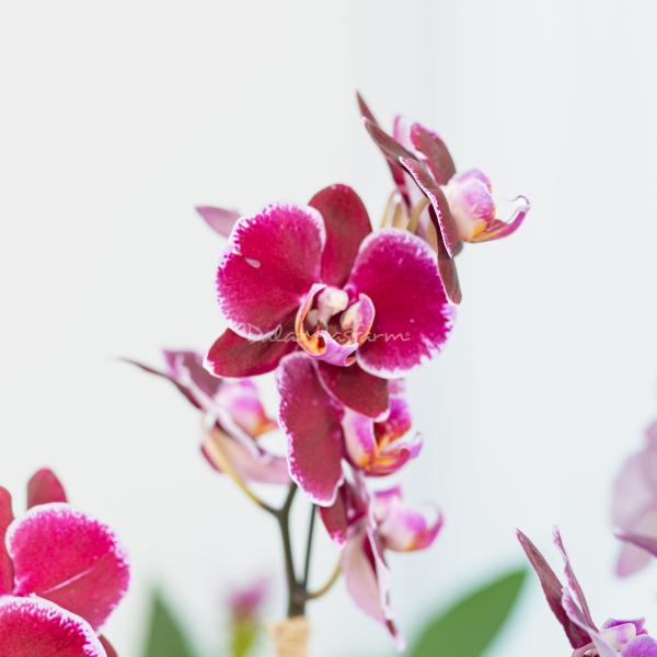 Lan Hồ Điệp Viên Mãn 121