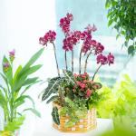 Lan Hồ Điệp Viên Mãn 121